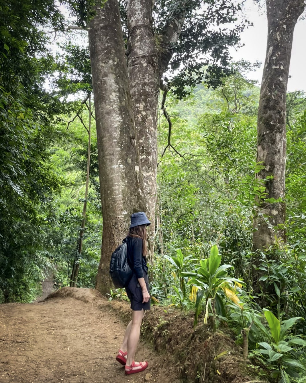 6月のマノア・フォールズ・トレイルで、ロングスリーブのトップス、ショートパンツ、帽子とリュックを着用して歩く筆者の服装例