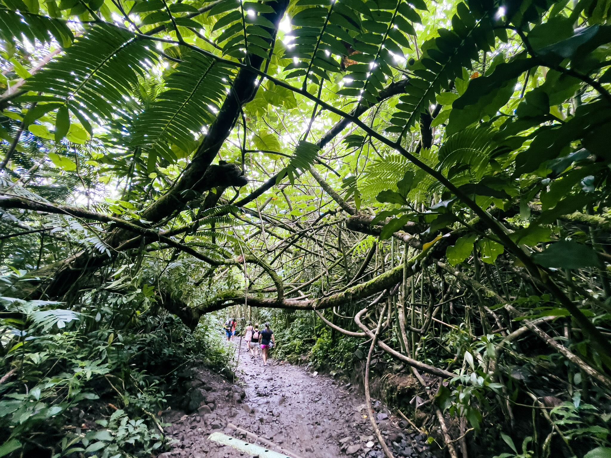 雨の後で濡れているマノア・フォールズ・トレイルを、前方にハイカーが歩いている様子