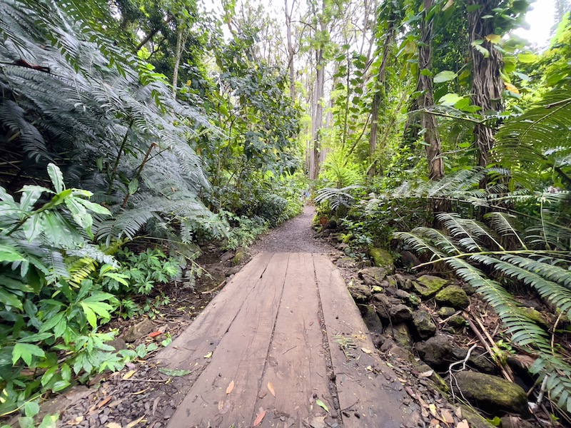 manoa falls trail