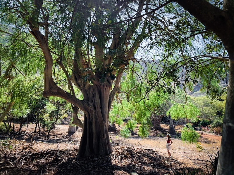 Big botanical in KOKO crater