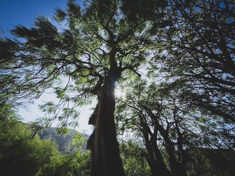 Trees among Glory light in KOKO crater garedn