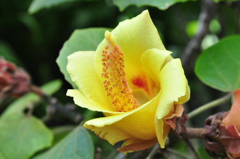 ハワイのヒーリングスポット「ワイメア渓谷」（オアフ島ノースショア・ワイメアバレー） ハワイ情報 KOKO