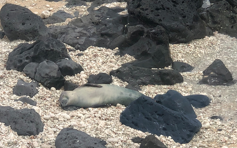 Baby hawaiian monk seal at the Kaena point in Ohahu