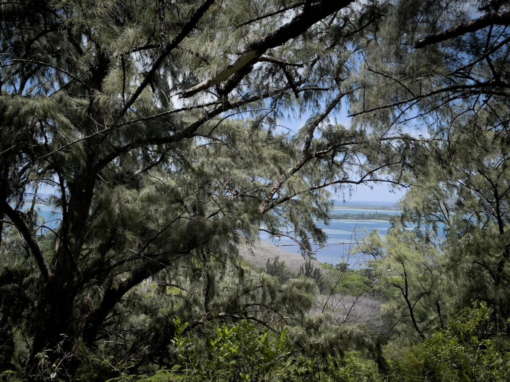 プウ・マエリエリ・トレイルの途中で、木々の間から見えるカネオヘ湾。