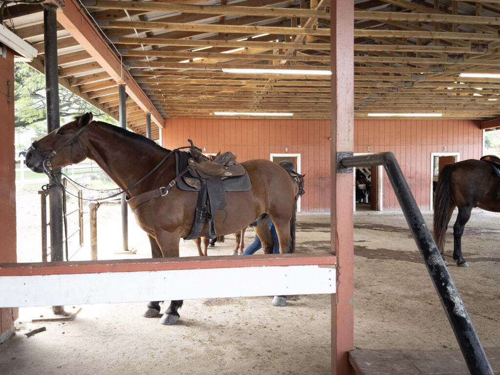 クアロア・ランチの馬舎で出番を待つ乗馬用の馬たち クアロア・ランチの馬舎で、乗馬ツアーに参加する馬たちが並んで待機している様子