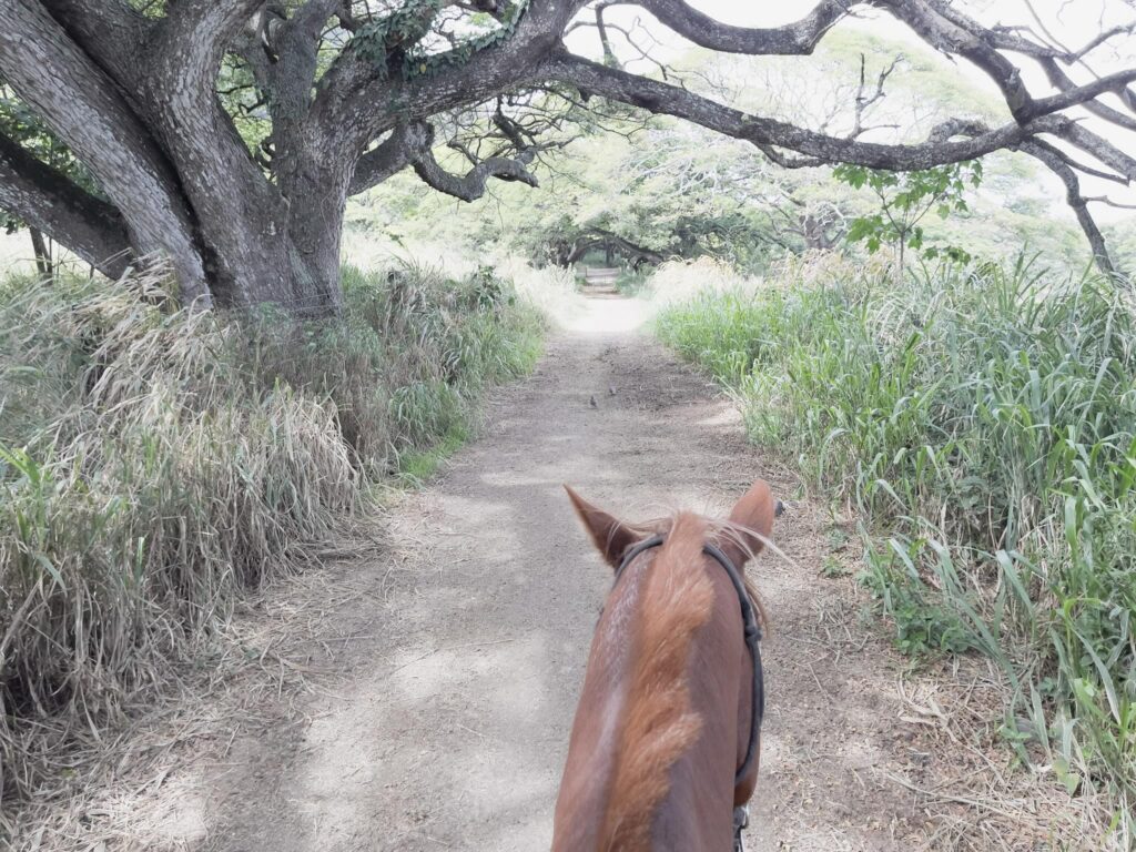 海と山のあいだを進む、クアロア・ランチの乗馬ルート クアロア・ランチの乗馬ルートで、砂利道を進む馬の後頭部と緑に囲まれた道の風景
