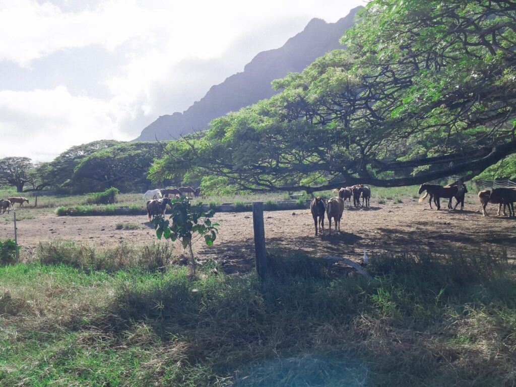 クアロア・ランチの敷地内で、放牧されている馬の様子