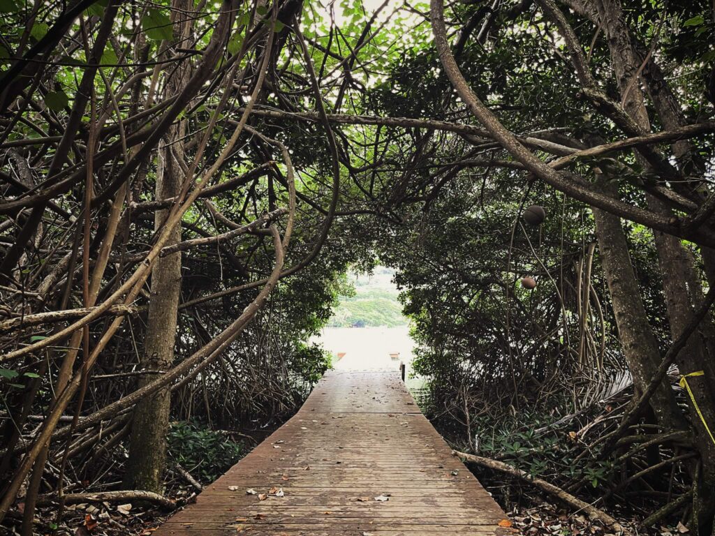 ハウツリーが両側に茂る、モリイ・フィッシュ・ポンドの桟橋