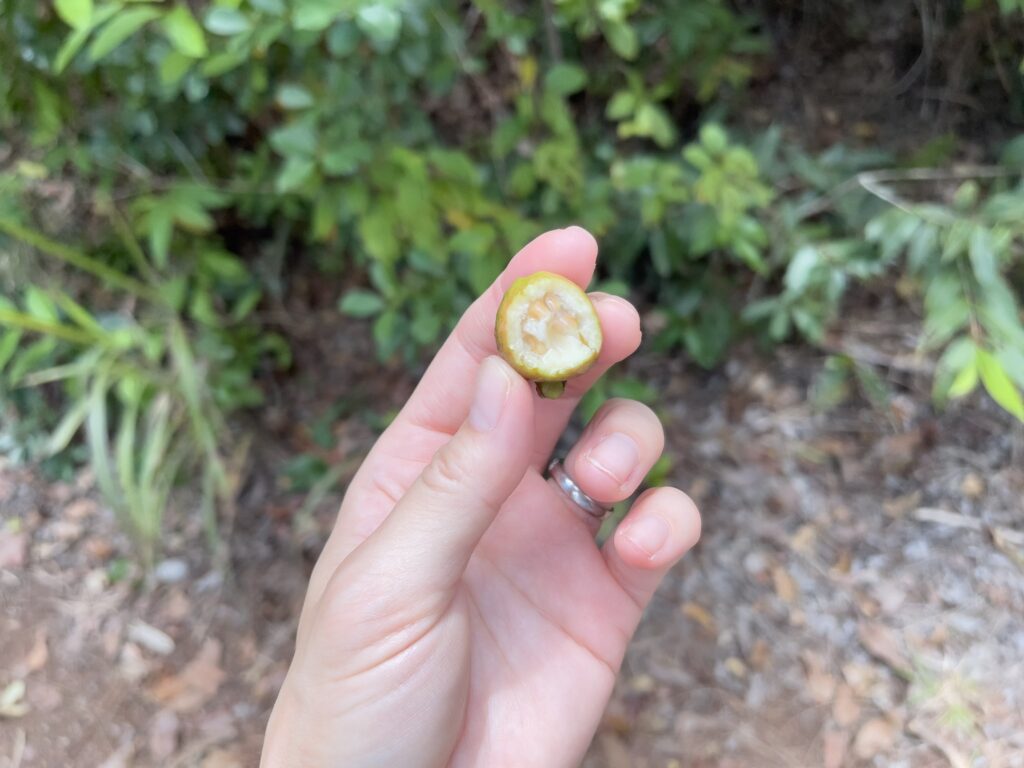 プウ・マエリエリ・トレイルで採ったグアバを一口かじった様子。